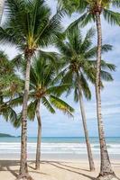 palmen bomen rond in Patong Beach Phuket