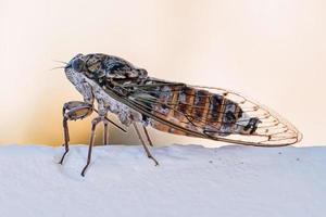 cicade insect. cicade close-up op een witte muur. cicade macrofotografie. foto