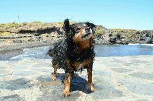 een hond staand Aan een steen pad in de buurt de oceaan foto