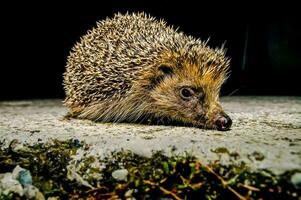 een egel is zittend Aan de grond foto