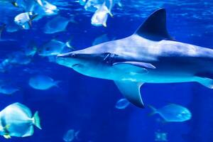 haai in de water. aquatisch schepsel. water wereld. zee, oceaan, meer en rivier- fauna. dierentuin en zoölogie. foto