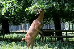 een visie van een rood hert in de wild in Cheshire foto