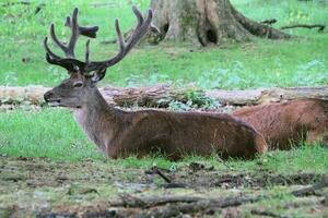 een visie van een rood hert in de wild in Cheshire foto