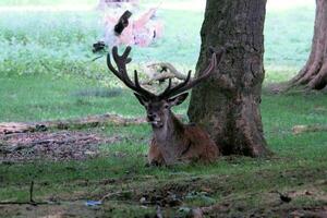 een visie van een rood hert in de wild in Cheshire foto