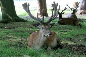 een visie van een rood hert in de wild in Cheshire foto