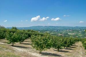 hazelnoot plantage in Piemonte, Italië foto