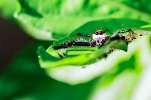 macro beeld van een klein spin aan het wachten naar vangst haar prooi Aan een blad. foto