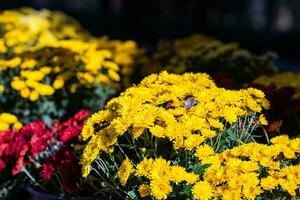 dichtbij van geel chrysanten bloemen foto