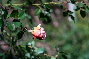 bloeiend roos bloem in de tuin foto