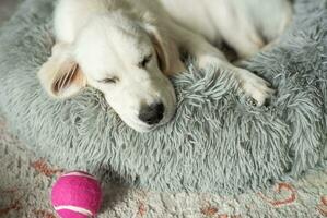 een puppy van een gouden retriever is resting in een hond bed. foto