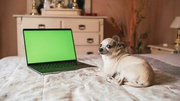 schattig chihuahua hond zittend Aan bed door geopend laptop met groen scherm foto
