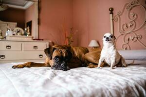 schattig paar- van honden aan het liegen Aan buik Aan knus bed foto