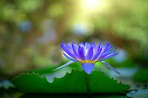 paars Thais water lelie of lotus bloem foto