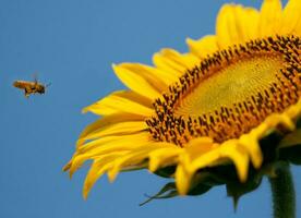 vliegend bij naar zonnebloem foto