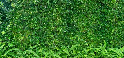 groen bladeren achtergrond van ficus annulata of banyan boom blad foto