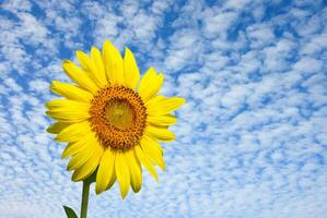 zonnebloem met lucht foto