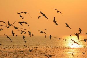 vliegend silhouet vogel foto