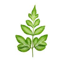 groen blad geïsoleerd op een witte achtergrond foto