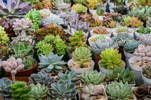 groep van veel cactus in pot, een cactus is een lid van de fabriek familie cactaceae foto