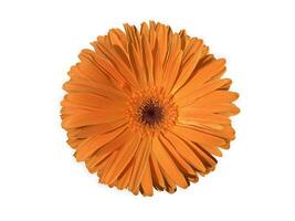 oranje gerbera bloemen geïsoleerd Aan een wit achtergrond foto