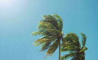 palm boom blad geblazen door de wind in de zomer foto