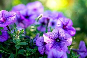 Purper petunia Aan natuur achtergrond. foto