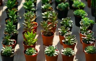 jonge boompjes van sappig planten geplaatst Aan boom markt foto