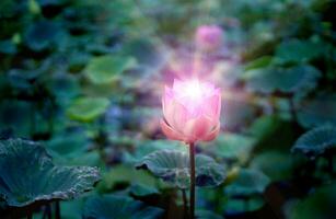 roze lotus bloemen in de lotus vijver foto