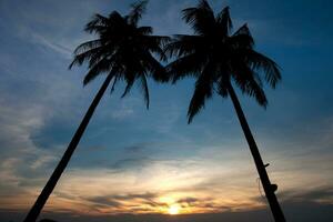 tweeling palm boom zonsondergang foto