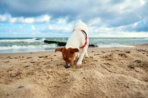 hond wandelen Bij zand zee strand Bij zomer dag. foto