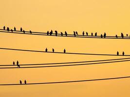 mynas vogelstand zittend Aan draden en zonsondergang lucht foto