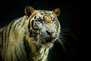 dichtbij omhoog gezicht van tijger tegen donker achtergrond foto