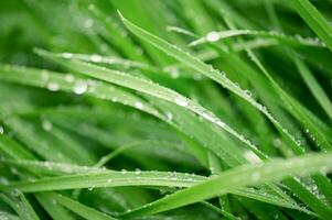macro foto van groen gras met dauw druppels.