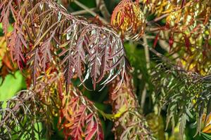 rhus typhina in oktober. geel rood bladeren van staghorn sumak. rhus typhina is een soorten van bloeiend planten in de anacardiaceae familie. foto