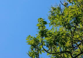 lantaarn boom of gouden regen boom. botanisch naam koelreuteria paniculata. gemeenschappelijk bladverliezend straat boom. foto