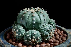 dichtbij omhoog astrophytum asteria's cactus in aanplant pot foto