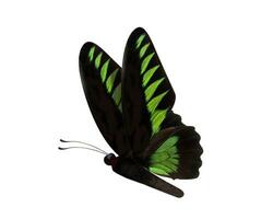 groen vlinder trogonoptera brookiana geïsoleerd Aan wit backgro foto