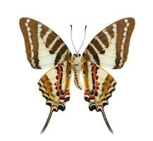 vlinder lager Vleugels profiel geïsoleerd over- wit achtergrond foto