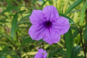 Purper bloem in de tuin, ruelia tuberosa foto