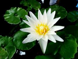 dichtbij omhoog mooi wit lotus bloeiend met veel groen bladeren en donker water achtergrond. foto