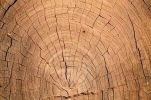 dichtbij omhoog van een boom romp met een ring patroon foto