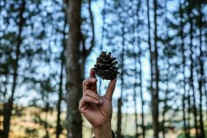 hand- Holding een reusachtig pijnboom ijshoorntje. dichtbij omhoog van dennenappel in een hand- Bij Woud met groen natuur achtergrond. foto