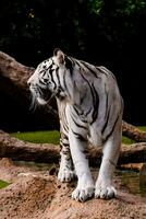 een wit tijger staand Aan een rots in de dierentuin foto