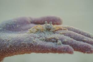 dichtbij omhoog klein krab wandelen in een personen handen Bij de oceaan foto