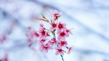 nang faya suea krong bloem of sakura van Thailand, mooi roze bloesem Aan lucht achtergrond. prunus cerasoides bloemen of nang faya sua krong bloemen zijn bloeiend in de tuin. foto