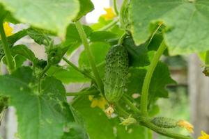 jong groen vers sappig komkommer groeit in de tuin foto