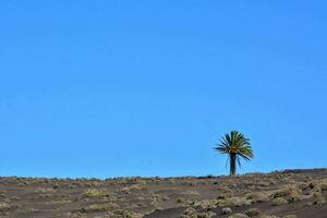 een eenzaam palm boom in de woestijn foto