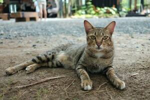 dakloos kat buitenshuis foto