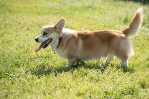 hond rassen corgi wandelen Aan natuur gedurende de dag foto