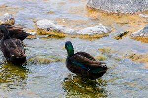 eenden waden in Ondiep water in de buurt rotsen foto